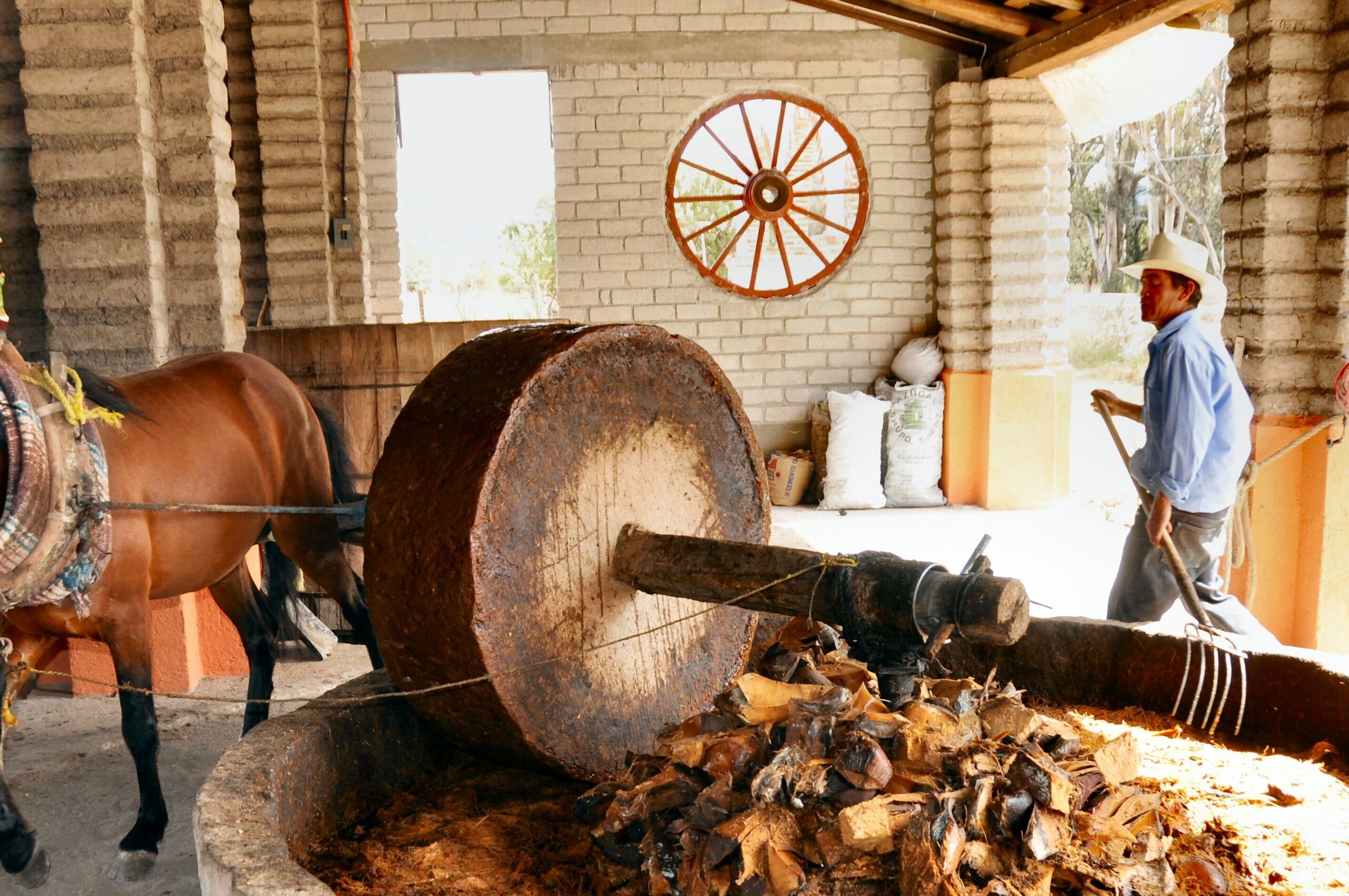 Tahona moliendo piñas de agave