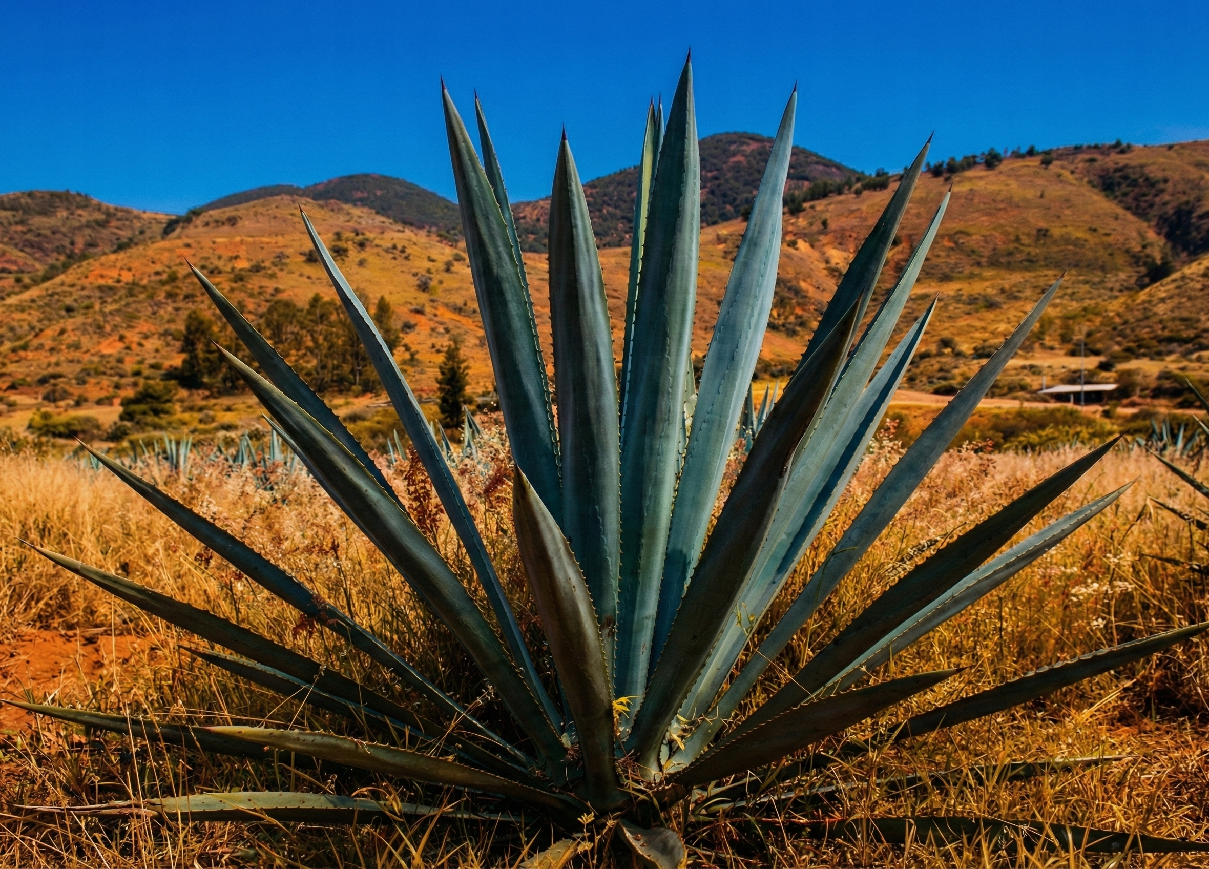 Agave Espadín