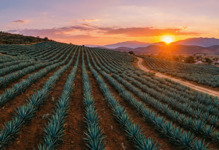 Campo de agaves